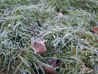 Grass covered in frost