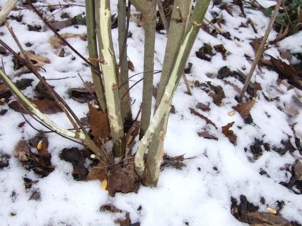 Vole and rabbit damage to pussywillow bark