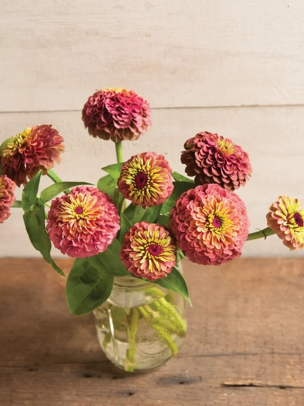 zinnias