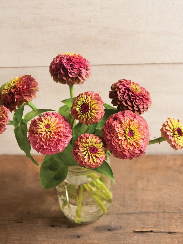 zinnias