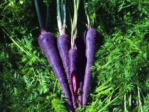 Carrot 'Purple Haze'