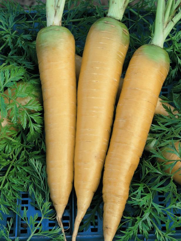 yellow carrot
