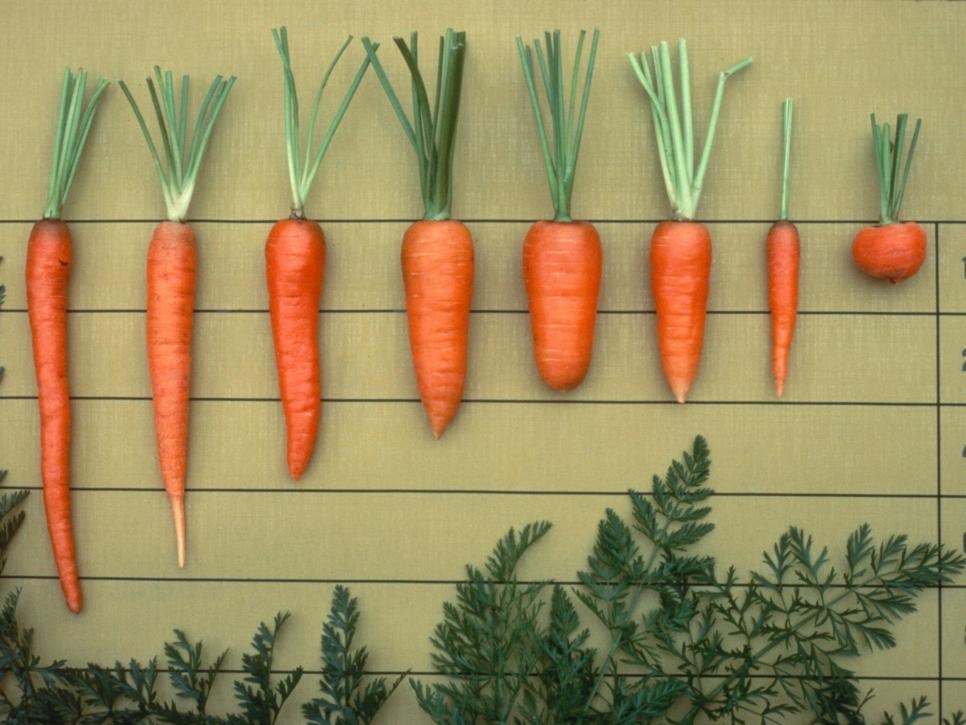Carrot varieties 