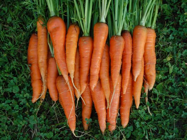 carrot plant images