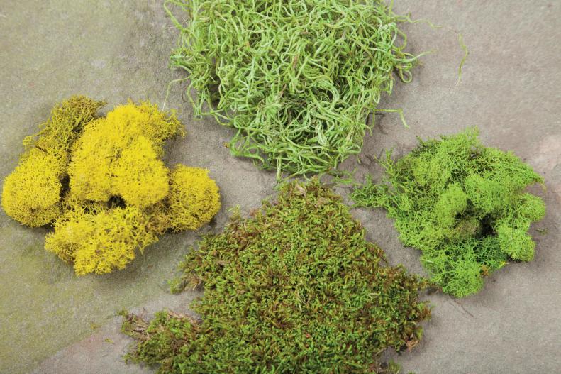moss varieties