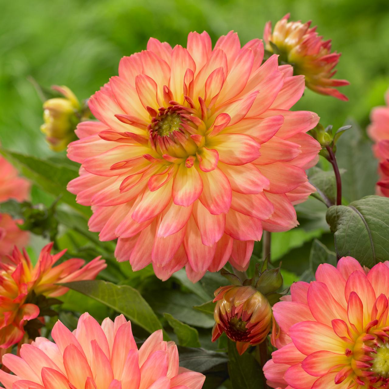 11 Tips For Growing Beautiful Dahlias in Pots or Containers