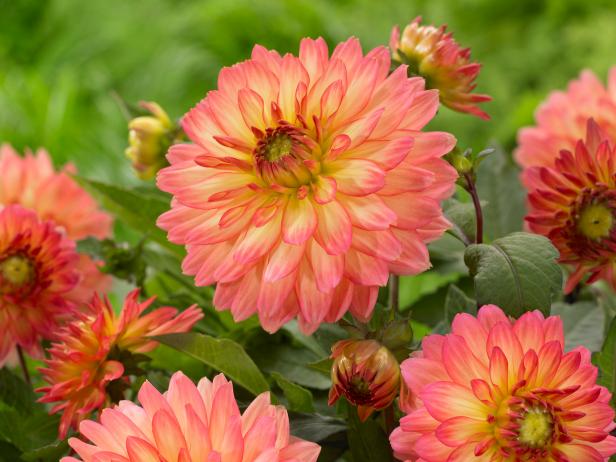 Red Dahlia Often Need Staking in Summer Garden