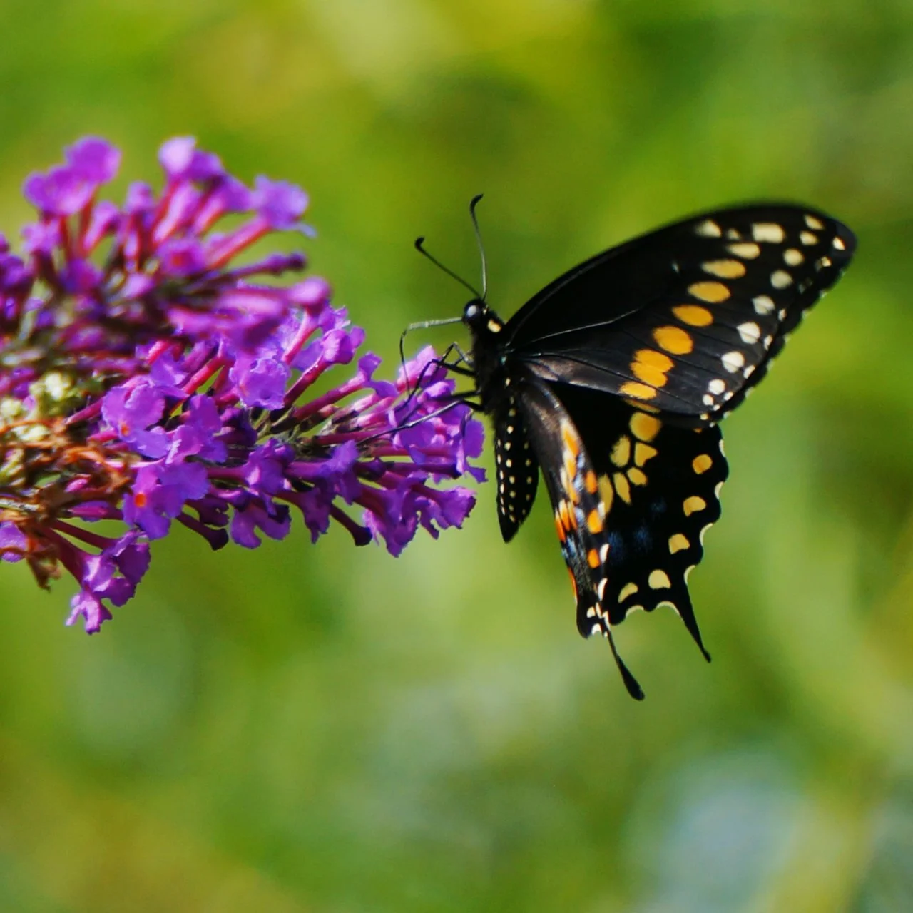 Create a Butterfly Garden | HGTV