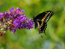 Close-Up Of Black Swallowtail Butterfly On Purple Flowers