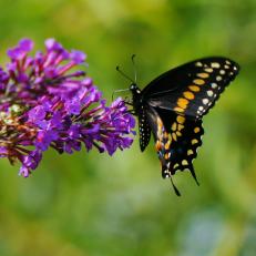 Black Swallowtail Butterfly (Papilio polyxenes)