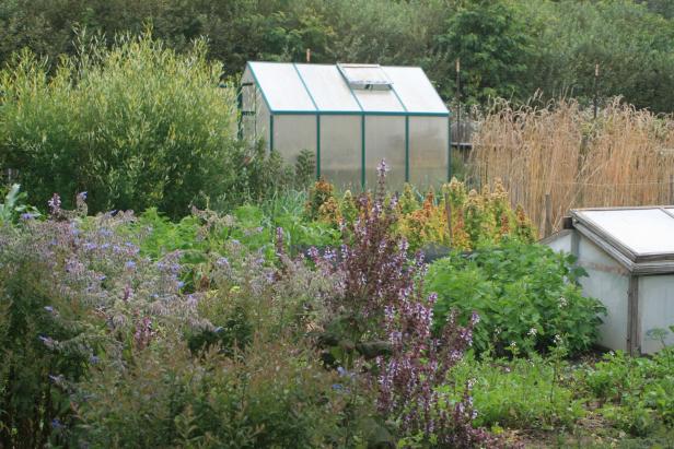 Diversity in a Biointensive Garden