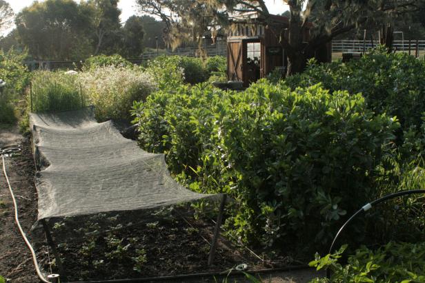 Biointesive Gardening with Row Cover