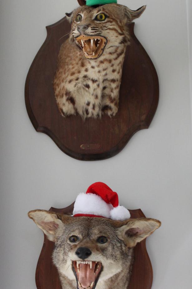 Whimsical Taxidermy