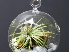 Hanging Glass Terrarium with Air Plants