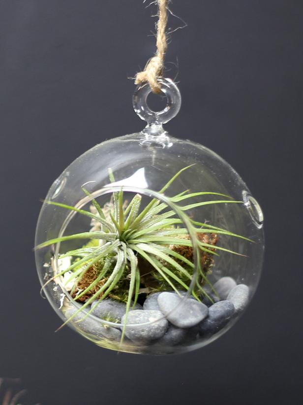 Hanging Glass Terrarium with Air Plants