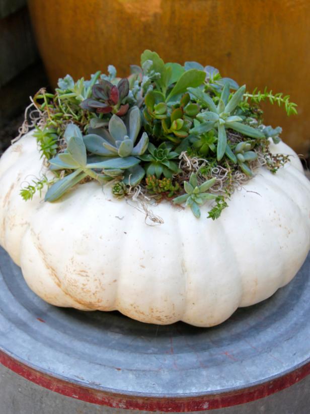 Make a Succulent Pumpkin