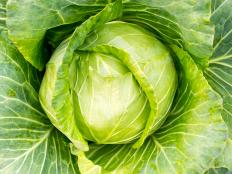 Head of Green Cabbage