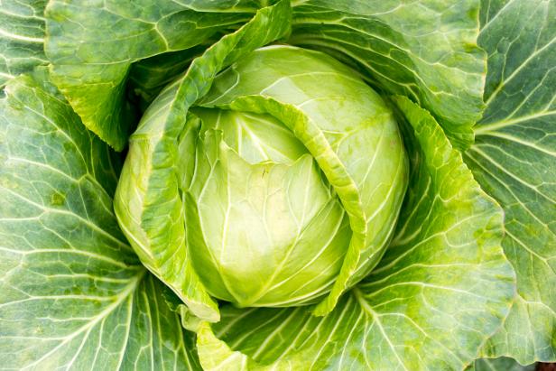 Head of Green Cabbage