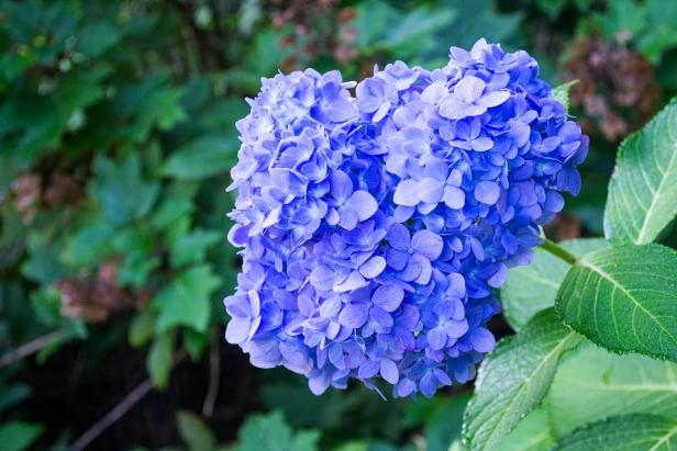 Single Blue Hydrangea Bloom 