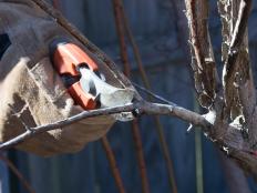 Hand Pruning a Branch