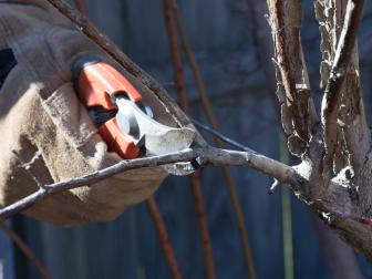 Pruning is a necessary chose to keep plants healthy. 