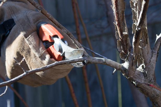 Hand Pruning a Branch