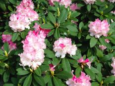 Rhododendron in full bloom.