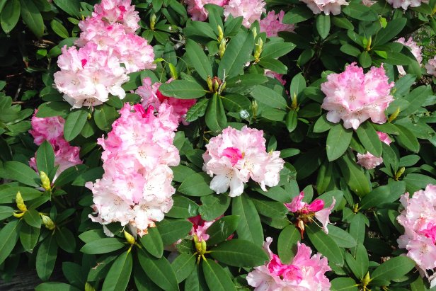 Rhododendron bush in bloom