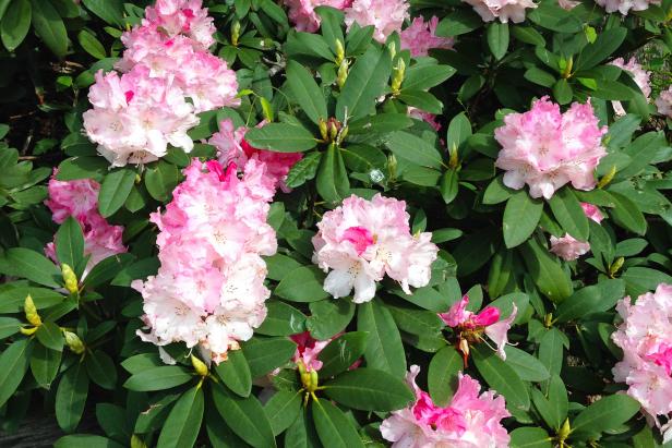 Rhododendron with Pink Flowers 