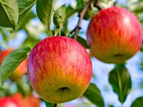 Preventing Apple Pests
