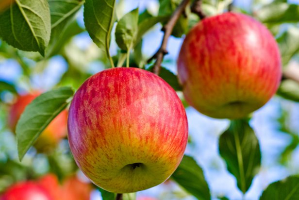 Preventing Apple Tree Pests | HGTV