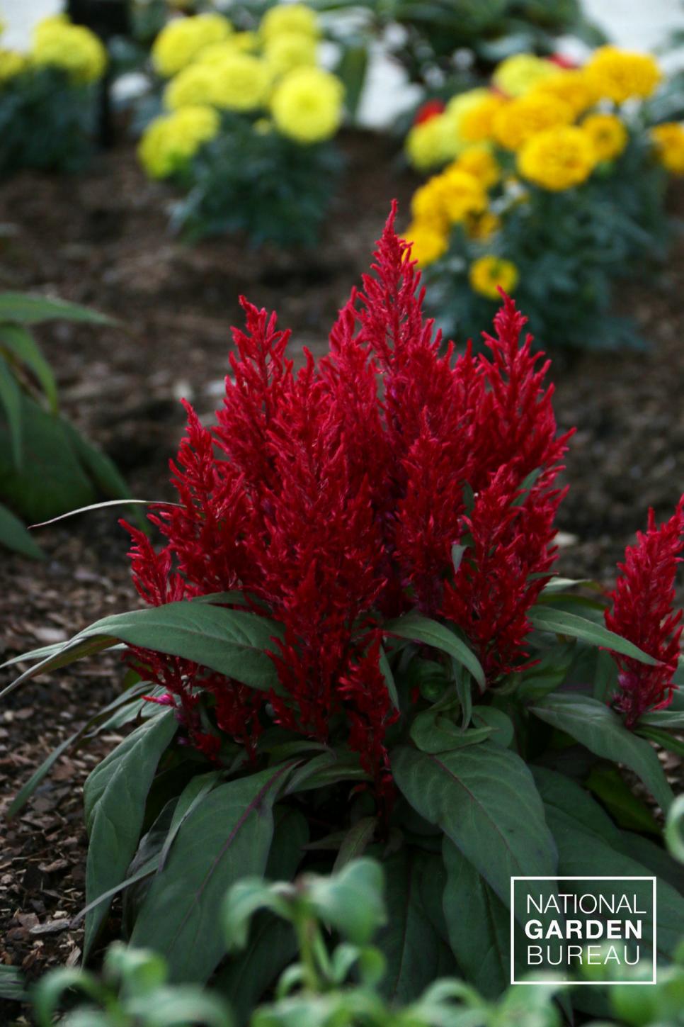 Celosia Dragon S Breath Hgtv