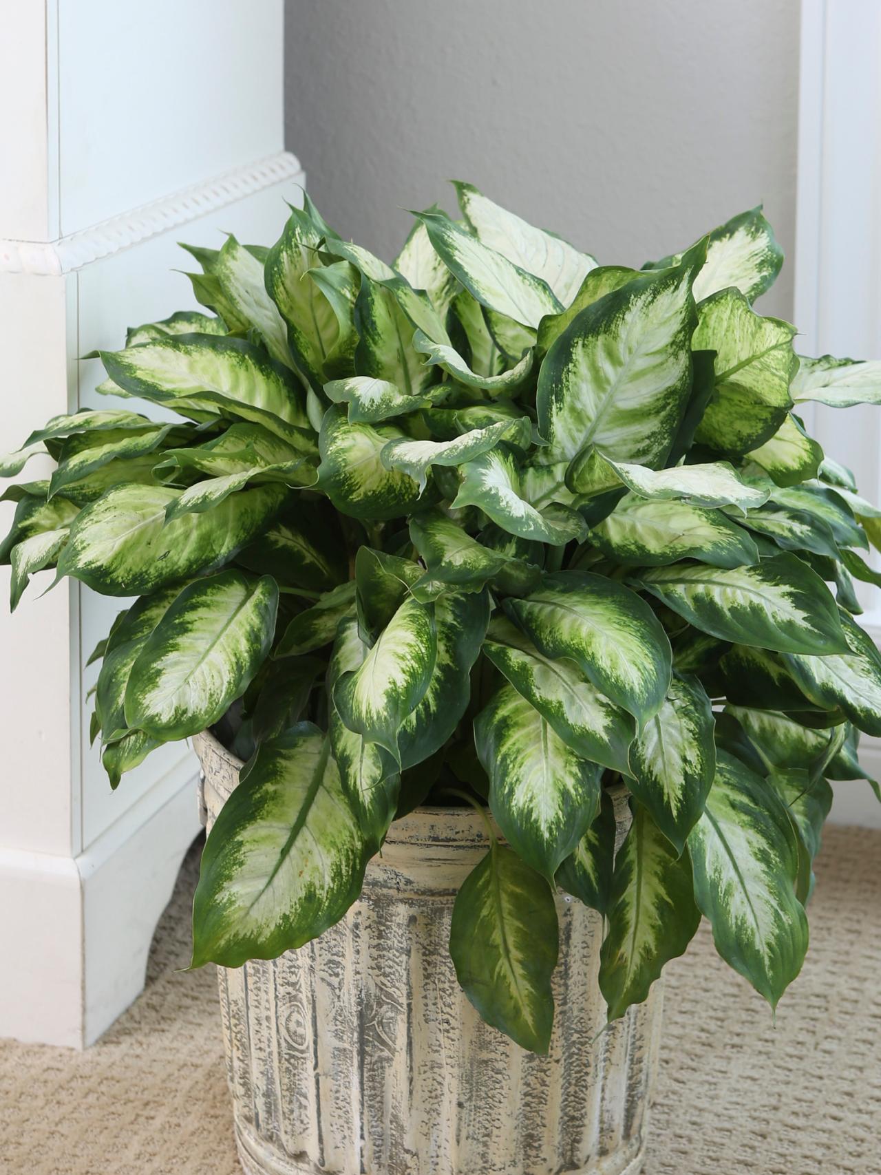 Dieffenbachia: Planting and Care for Dumb Cane Plant | HGTV