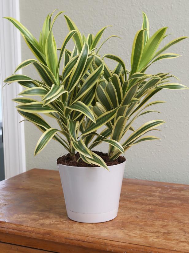 Dracaena