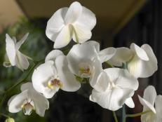 Healthy Orchids