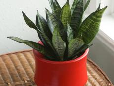 Sanservia 'Black Robusta'