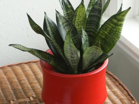 How to Keep Houseplants Healthy and Happy