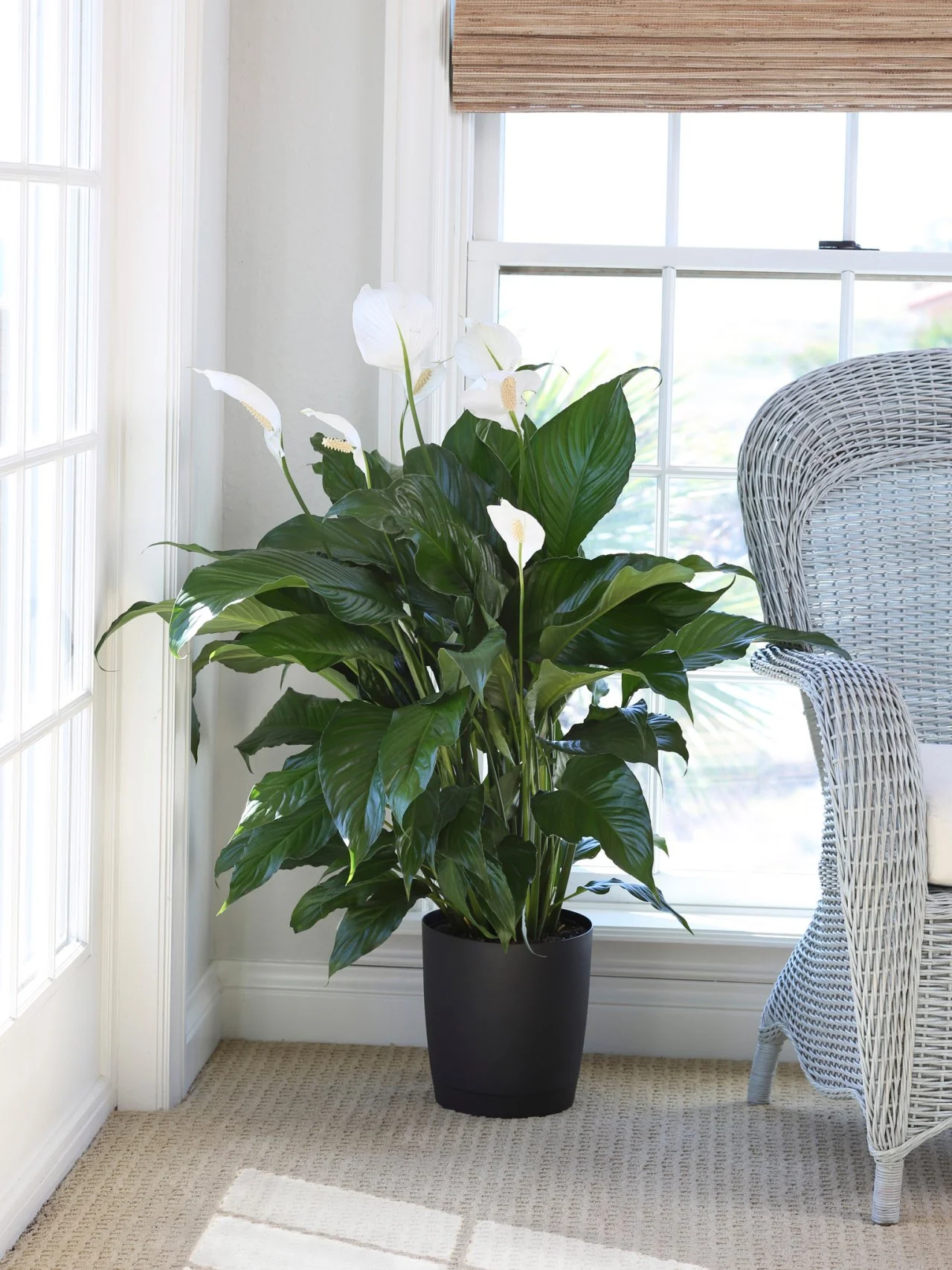 Best low-light indoor plants