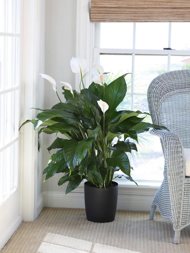 Spathiphyllum