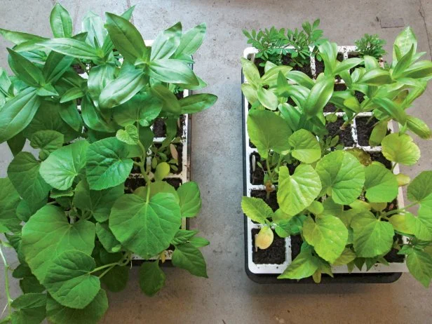 Fertilized and Unfertilized Plants