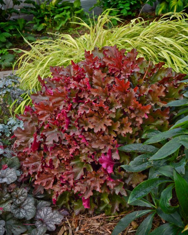 Heuchera 'Cinnamon Curls'