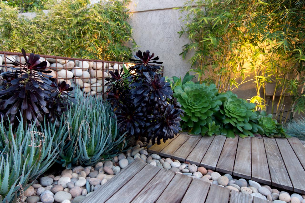 Growing Succulents Outdoors | DIY