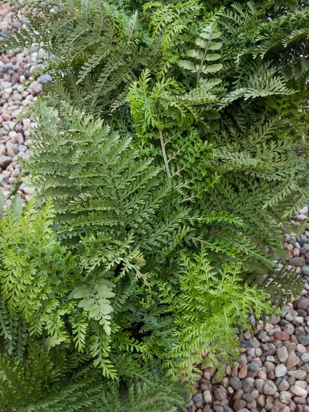 15 Fabulous Ferns to Grow as Houseplants or Outdoors | HGTV