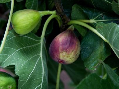 Unusual Fruit Trees To Grow Hgtv