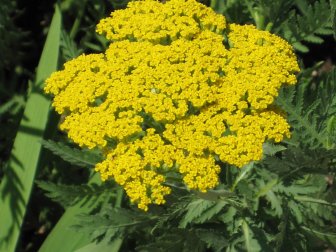 Yarrow