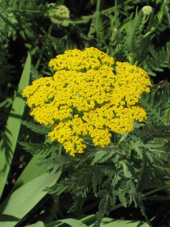 Yarrow