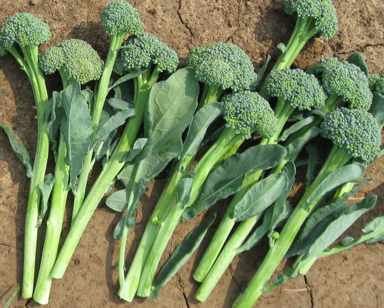 All-America Selections Winner‘Artwork’ Broccoli Hybrid