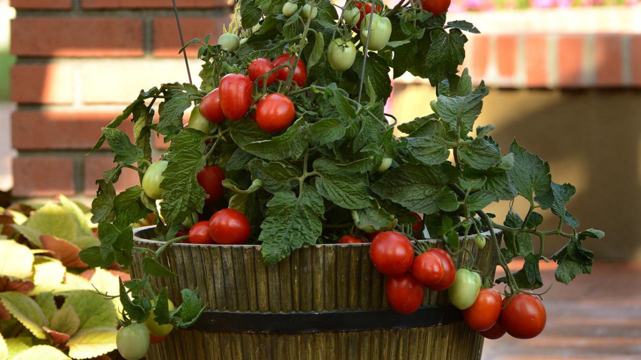 Growing Tomatoes in Pots, Container Tomatoes