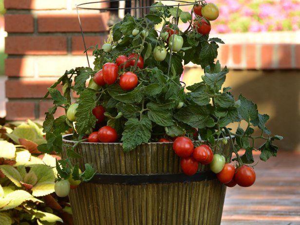 Growing Tomatoes in Pots | Container Tomatoes | HGTV