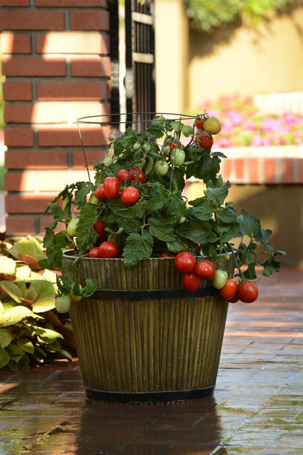 tomato plants in pots